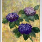 アジサイ1 アジサイ1