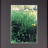 称名寺にて 称名寺にて