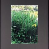 称名寺にて 称名寺にて