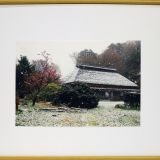 春に舞う牡丹雪