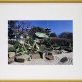 春を待つ冬牡丹