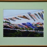 今は幻、相模川の鯉のぼり