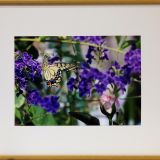 麗 黄揚羽 麗 黄揚羽