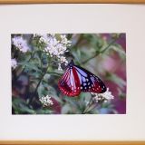 品 浅葱斑 品 浅葱斑