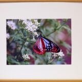 品 浅葱斑 品 浅葱斑