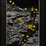 暑寒別岳屏風岩のエゾキンバイ