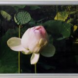 花木園の蓮