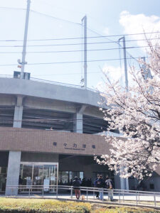 等々力球場の桜
